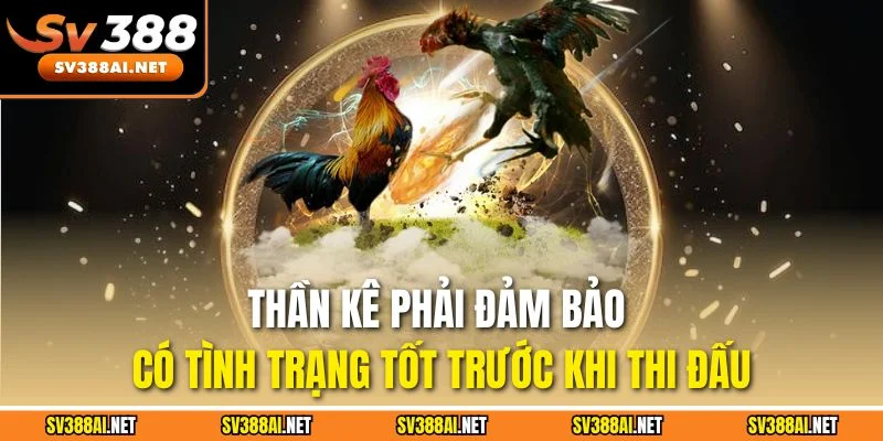 Thần kê phải đảm bảo có tình trạng tốt trước khi thi đấu